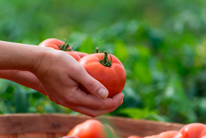 Больше урожая: как ухаживать за помидорами в августе? можно, нужно, поливать, плоды, томаты, растениям, не хватает, погода, литров, мелкие, затем, времени, плодов, проветривать, подкормить, профилактики, раствором, лучше, литрах, ктото