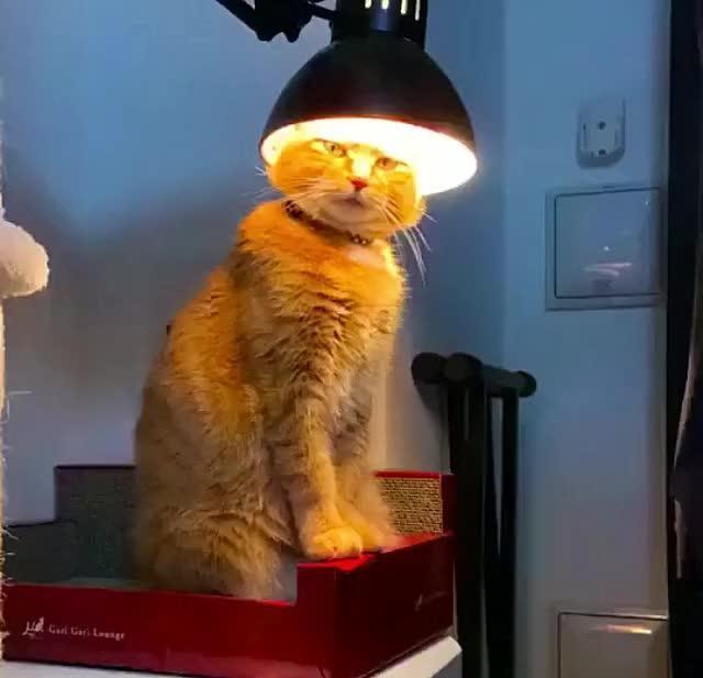 Кот греется под лампой