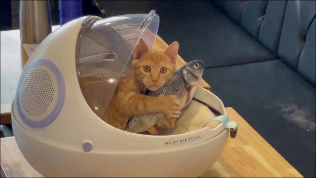 Смешные картинки в ассортименте 