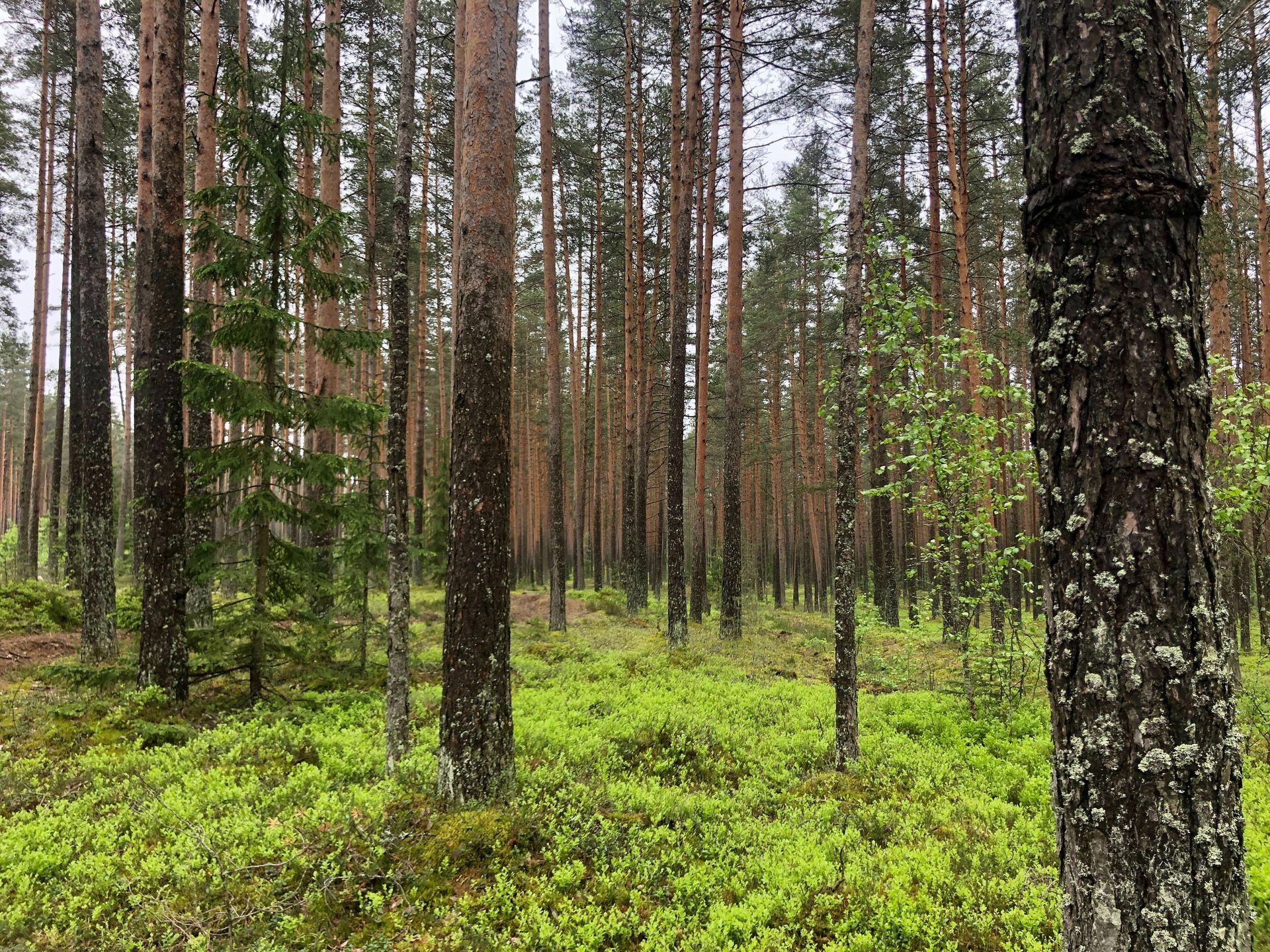 Зеленогорск лес