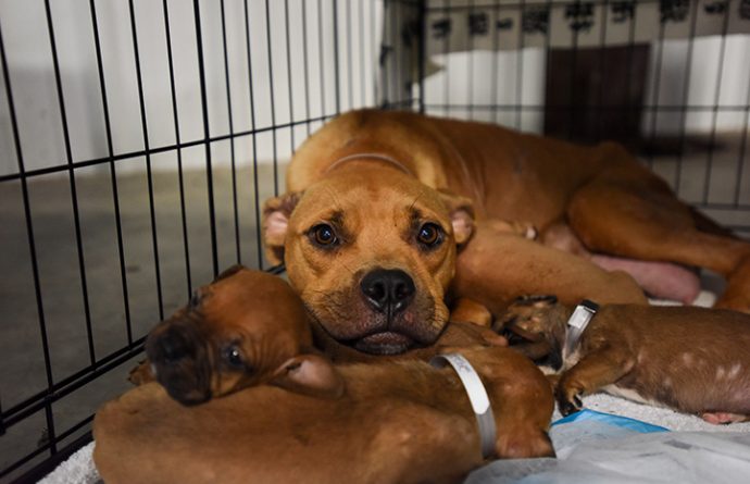 Dog-puppies-Momma-3311MW