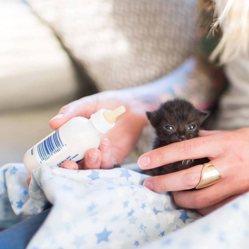 После спасения котенка 8 лет назад американка создала общество по спасению котят