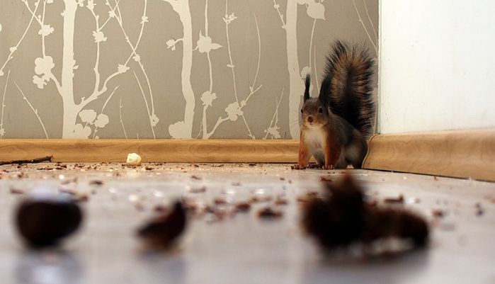 Животные, белка, позитив