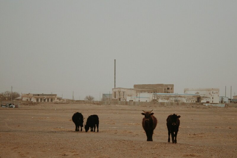 Фотозарисовки жизни в Монголии Фотозарисовки жизни в Монголии
