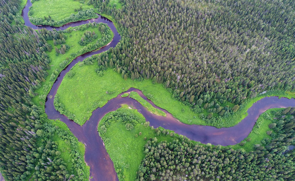 Двинско-Пинежский заказник: как исчезают первозданные леса путешествие,Россия,туризм,экология