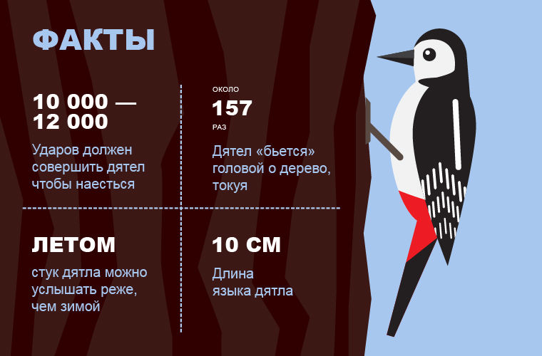 Болит ли голова у дятла? Болит ли голова у дятла?