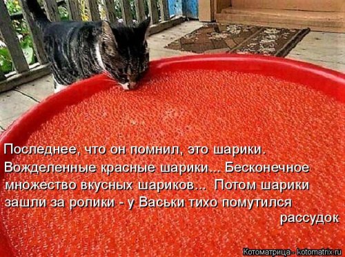 Лучшая котоматрица этой недели позитив