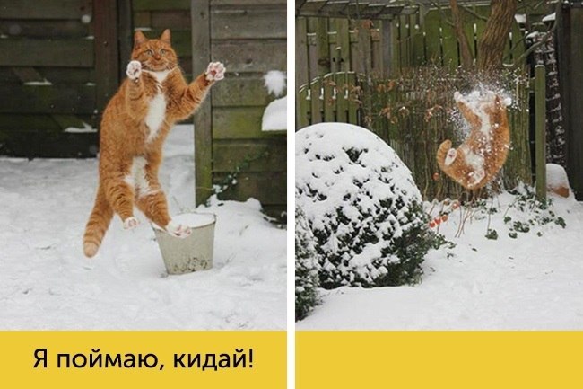 Дружба Дружба животные,позитив,Смешные животные