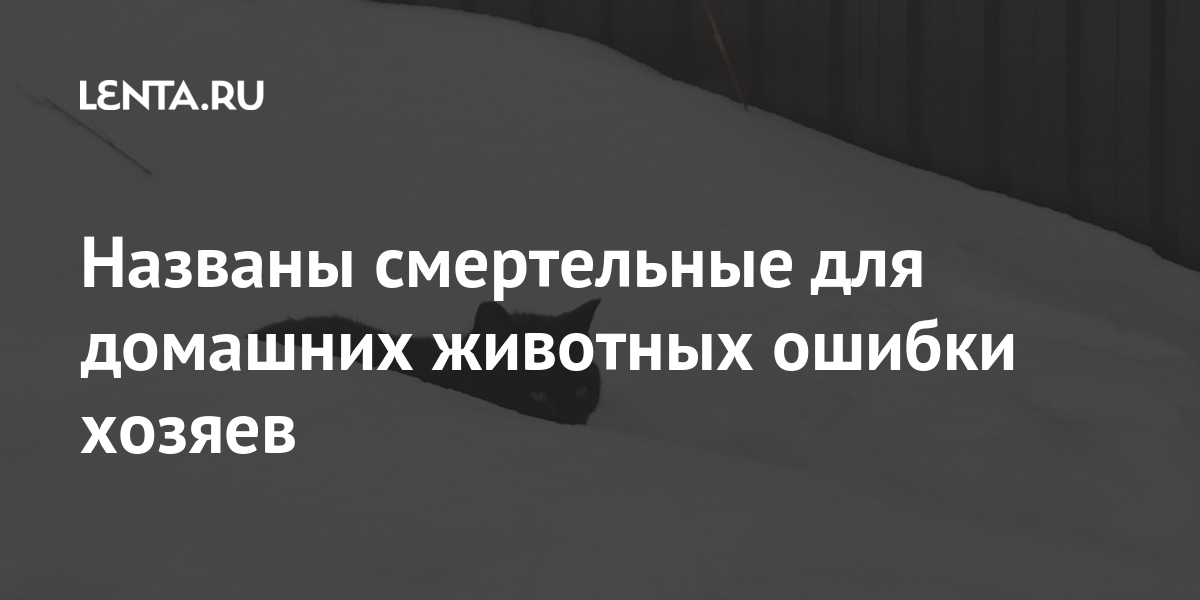 Названы смертельные для домашних животных ошибки хозяев Из жизни