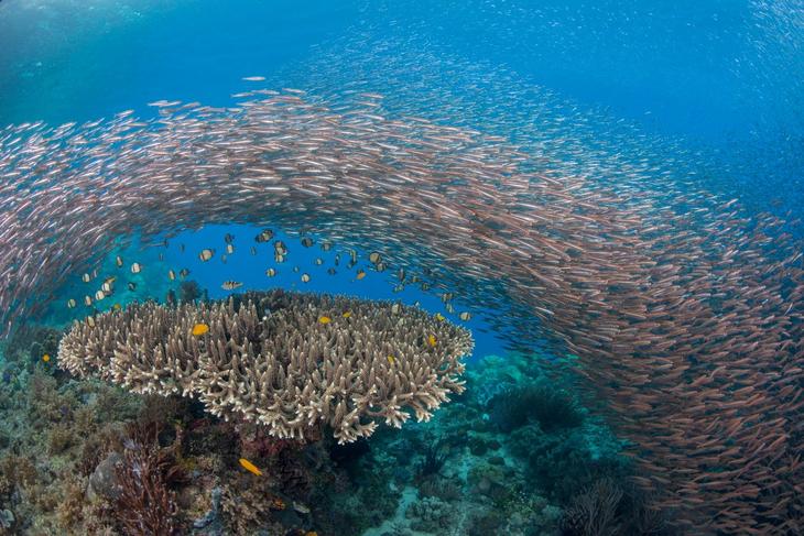 Дивный подводный мир в снимках призеров фотоконкурса Ocean Art 2018 29