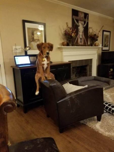 Прелестные животные, которые подарят вам улыбку 