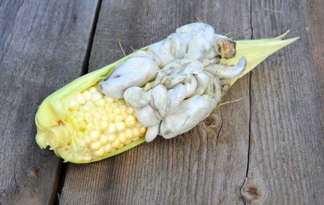 пузырчатая голова кукурузы