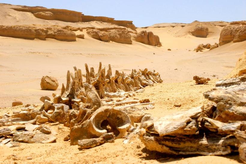 Долина китов в Египте: когда-то в Сахаре плескалось теплое море