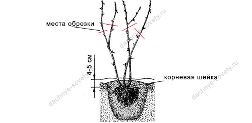 Схема посадки крыжовника