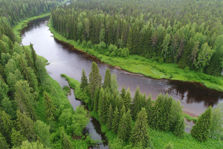 Двинско-Пинежский заказник: как исчезают первозданные леса путешествие,Россия,туризм,экология