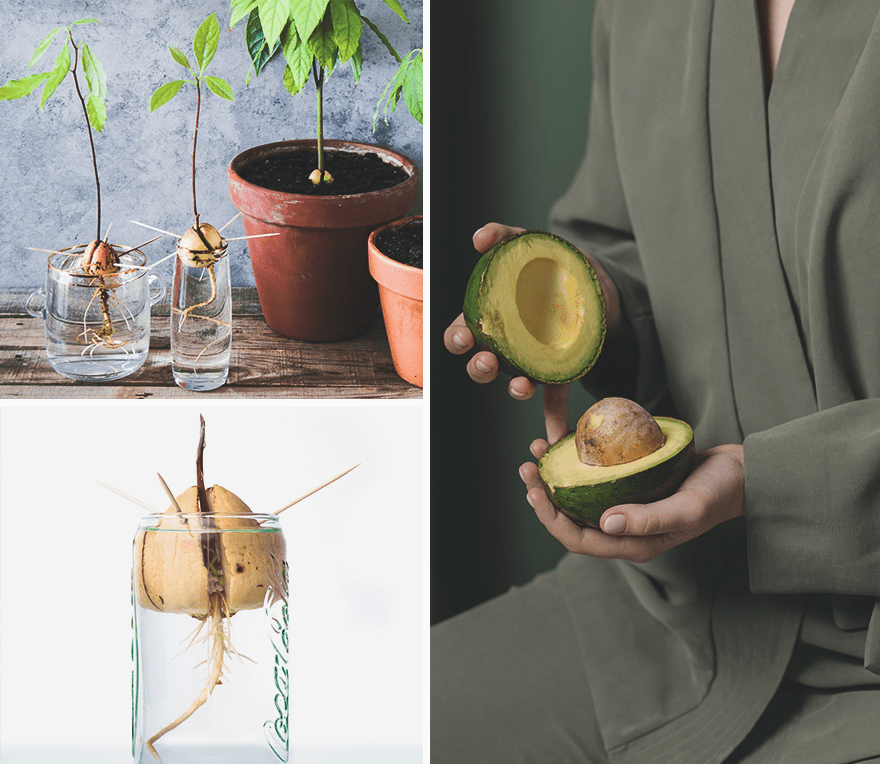 Как вырастить авокадо в домашних условиях авокадо, будет, растение, сантиметров, косточки, косточку, чтобы, нашей, несколько, часть, когда, может, только, хорошо, примерно, росток, более, части, условиях, подоконник