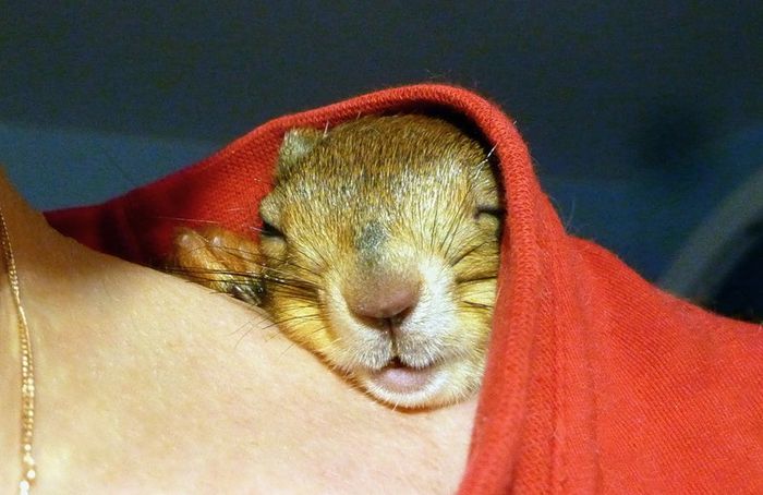 Животные, белка, позитив