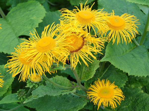 Телекия красивая. Фото с сайта specialplants.net