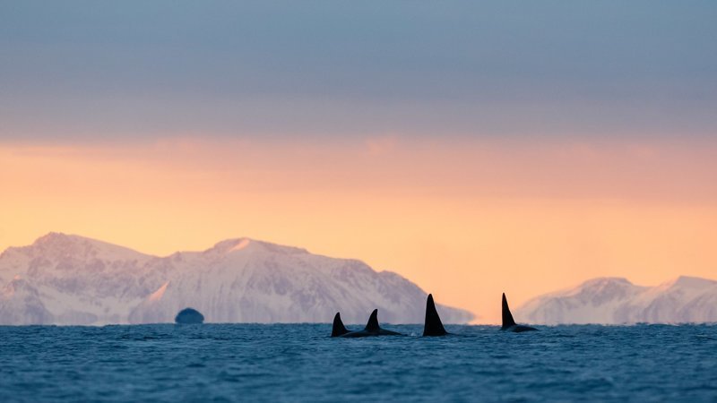 Потрясающие фотографии китов и косаток у побережья Норвегии Морские млекопитающие, кит, киты, косатка, косатки, морские животные, норвегия, фотографии животных