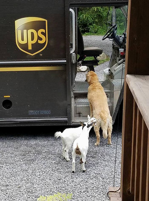 Как собаки встречают почтальонов