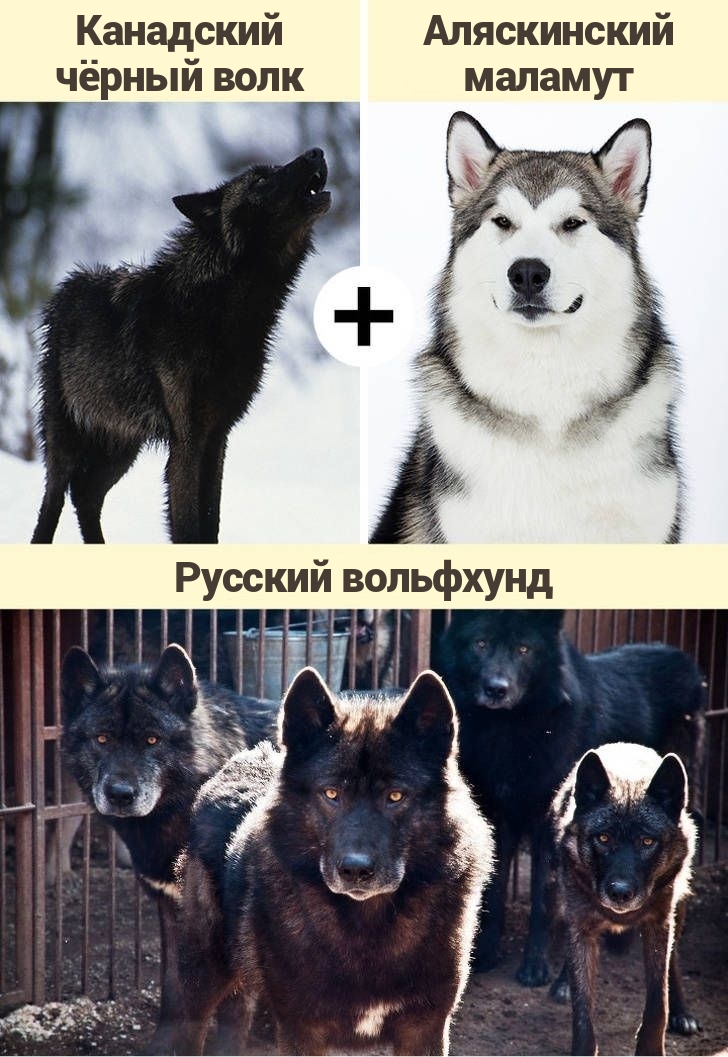 волкособы, волкособы фото, кто такие волкособы, гибрид собаки и волка, милые фото волкособов