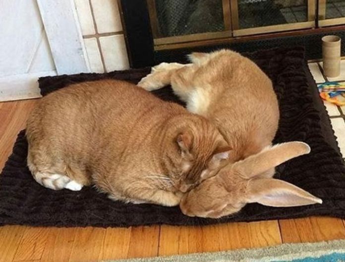Без кота и жизнь не та