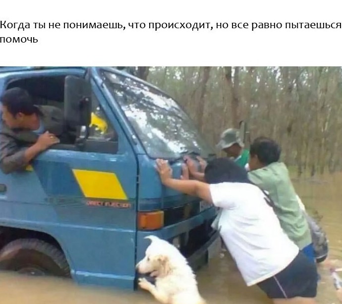 Прикольные животные, которые поднимут вам настроение животные, настроение., позитив, фото