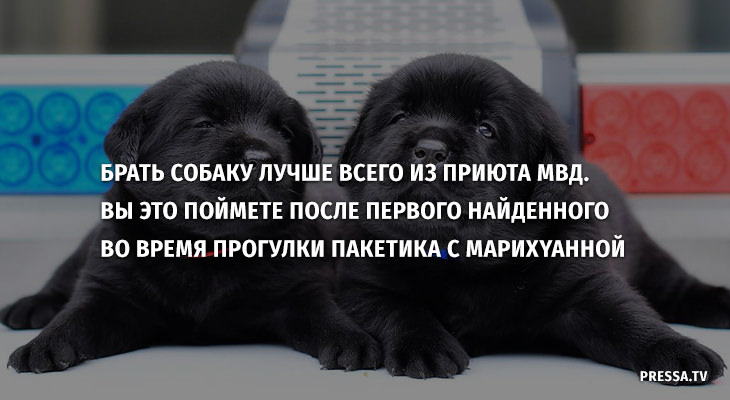 Бери собаку. Стих возьми собаку. Забирают щенками фраза. Собака все хорошо. Внимание заберу собаку.