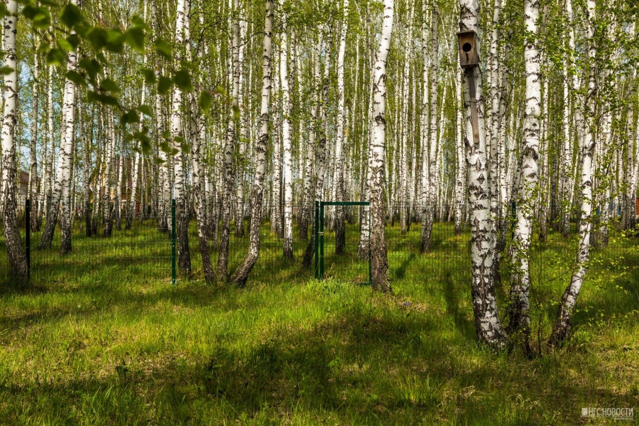 Березовые леса в Норвегии