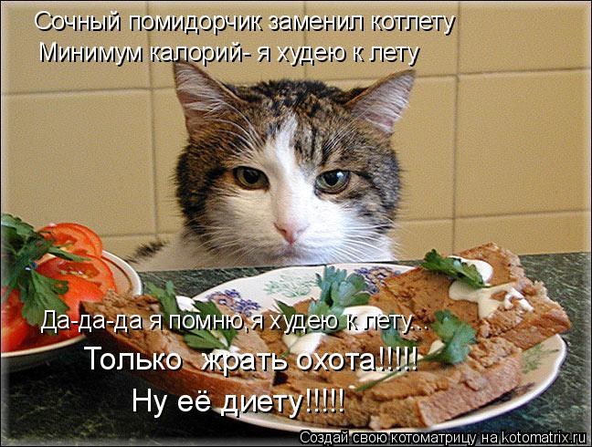 Кот К Весне Похудел.