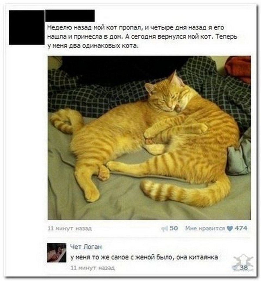 Кот принес свою игрушку. Как выглядит мой кот. Кот намекает. Кот настоящий. Принеси моего кота.