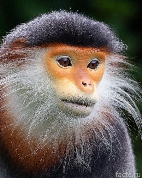 портрет обезьяны близко