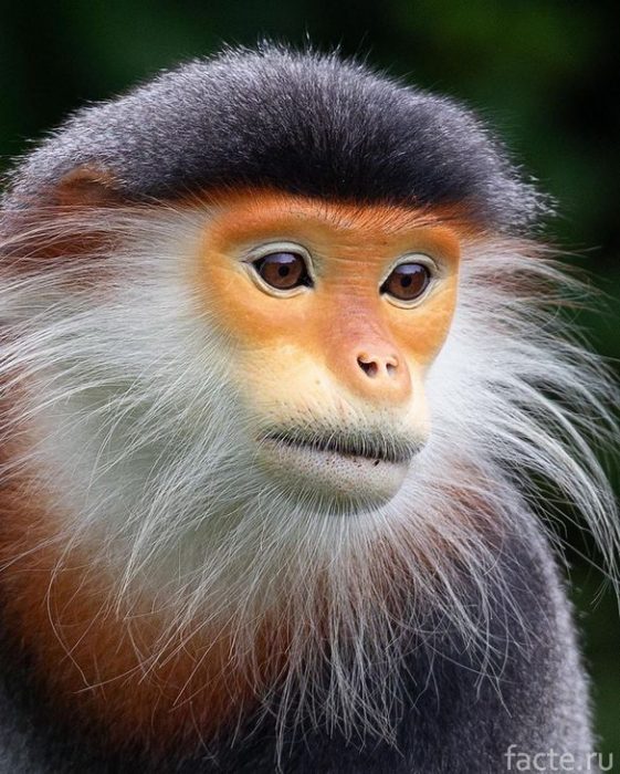 Мимика животных, похожая на человеческую Мимика животных, похожая на человеческую животные,интересное,природа,фотография
