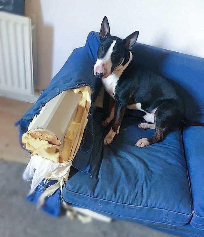 собака на синем кресле