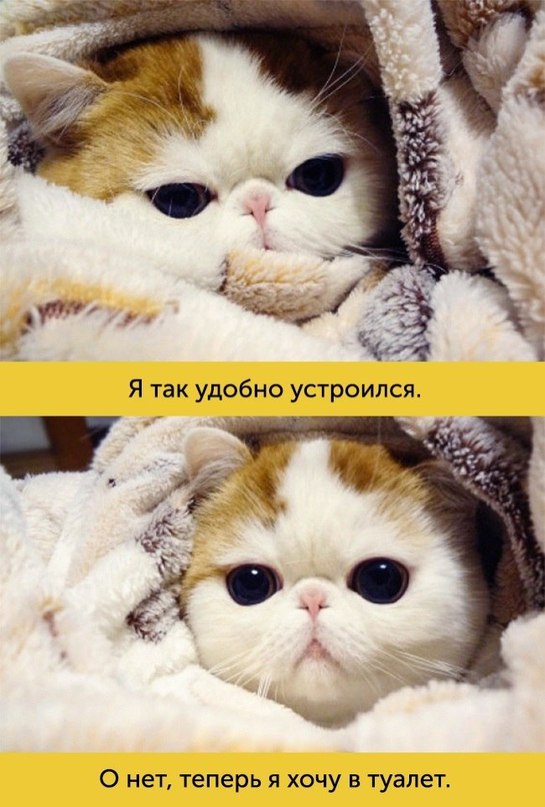 Дружба Дружба животные,позитив,Смешные животные