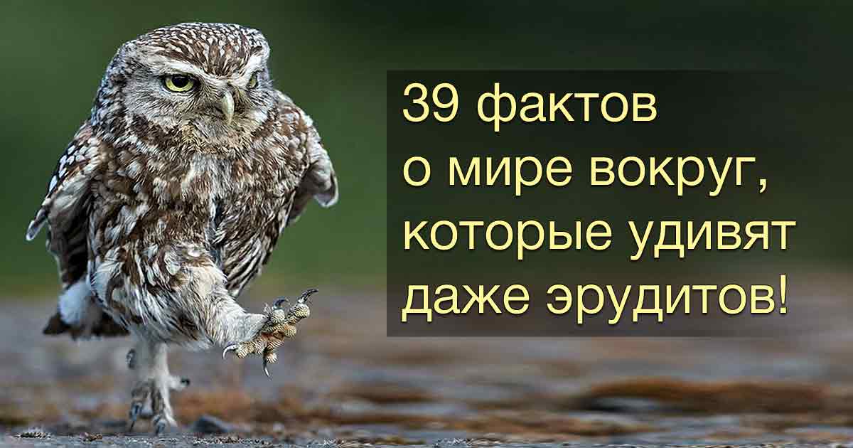 39 фактов о мире вокруг, которые заставят открыть рот даже самых умных из нас 