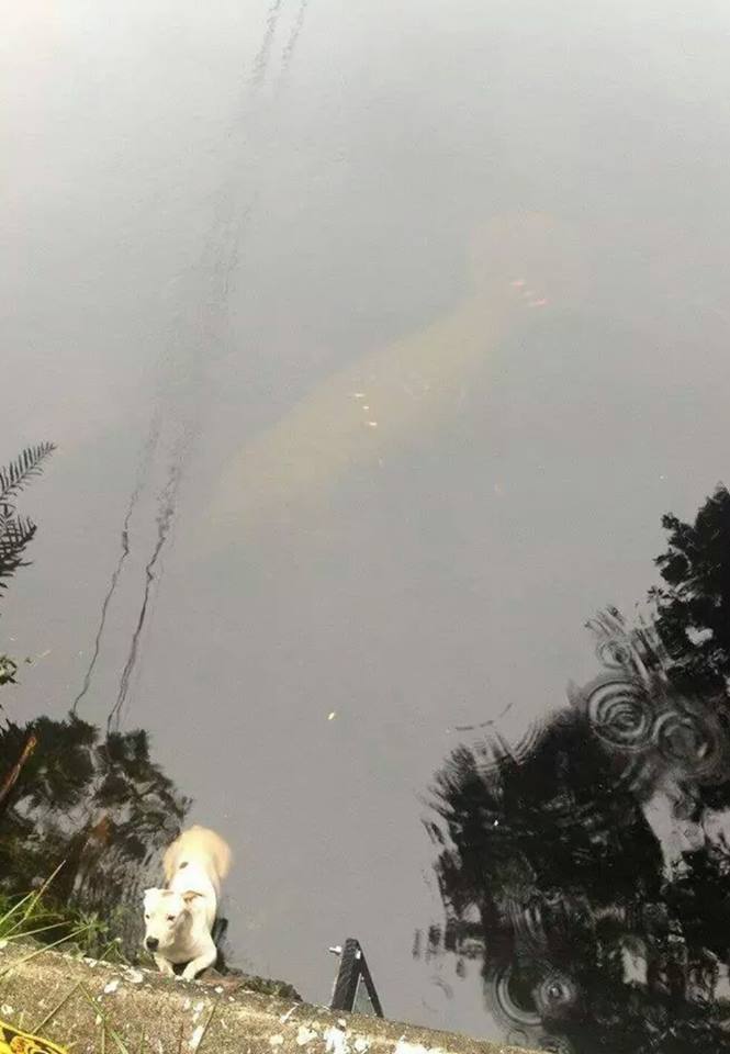 NTD-rescuers-drowning-creature-lurking-behind0-3
