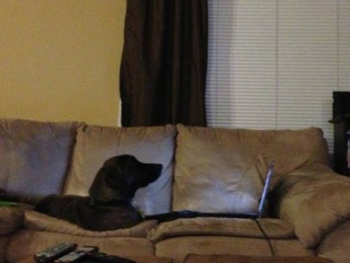 Прелестные животные, которые подарят вам улыбку 