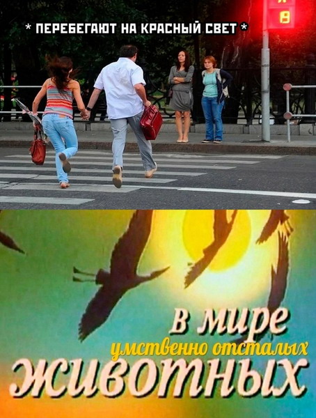 Зверский юмор Зверский юмор