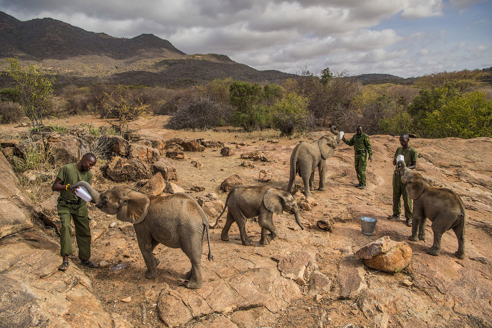 Милые фотографии из серии про ухаживание за осиротевшими слонами в северной части Кении
