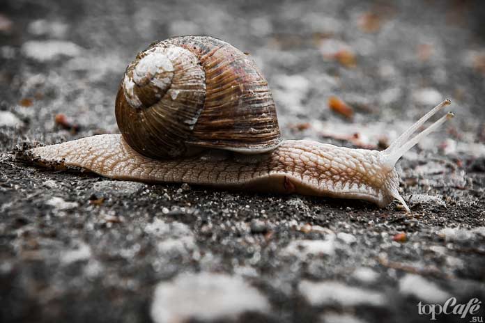 Интересные факты об улитках: Средство от эпилепсии