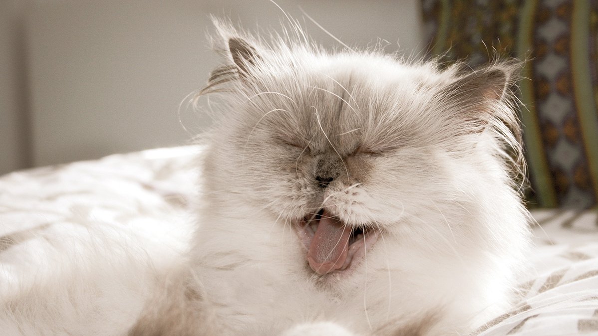 5 мифов о персидских кошках кошки, персы, могут, персидские, любят, светлых, самом, должном, только, играть, легко, Однако, кошек, достаточно, когдато, перса, царских, покоях, ароматному, привыкли