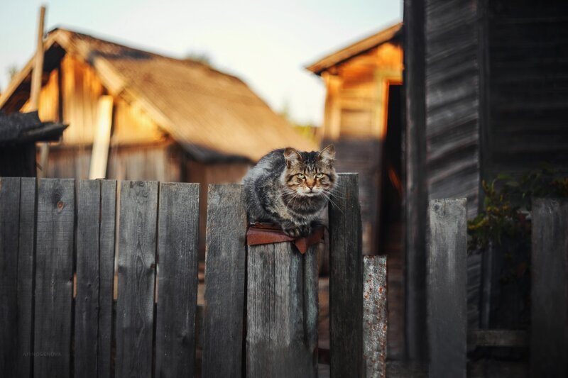 Осторожно: пост повышенной хвостатости! город, домашние животные, кот, кошка, уличные кошки, четвероногие любимцы, эстетика