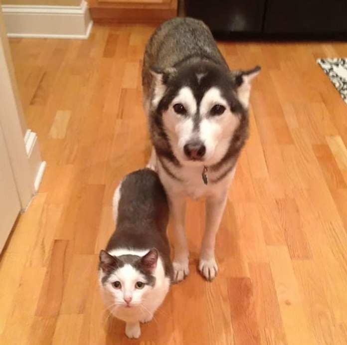 Без кота и жизнь не та