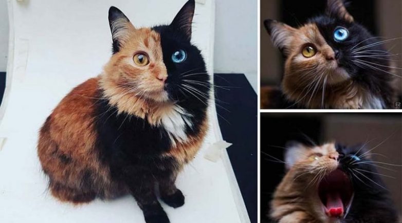 Котенок &laquo;Химера&raquo;