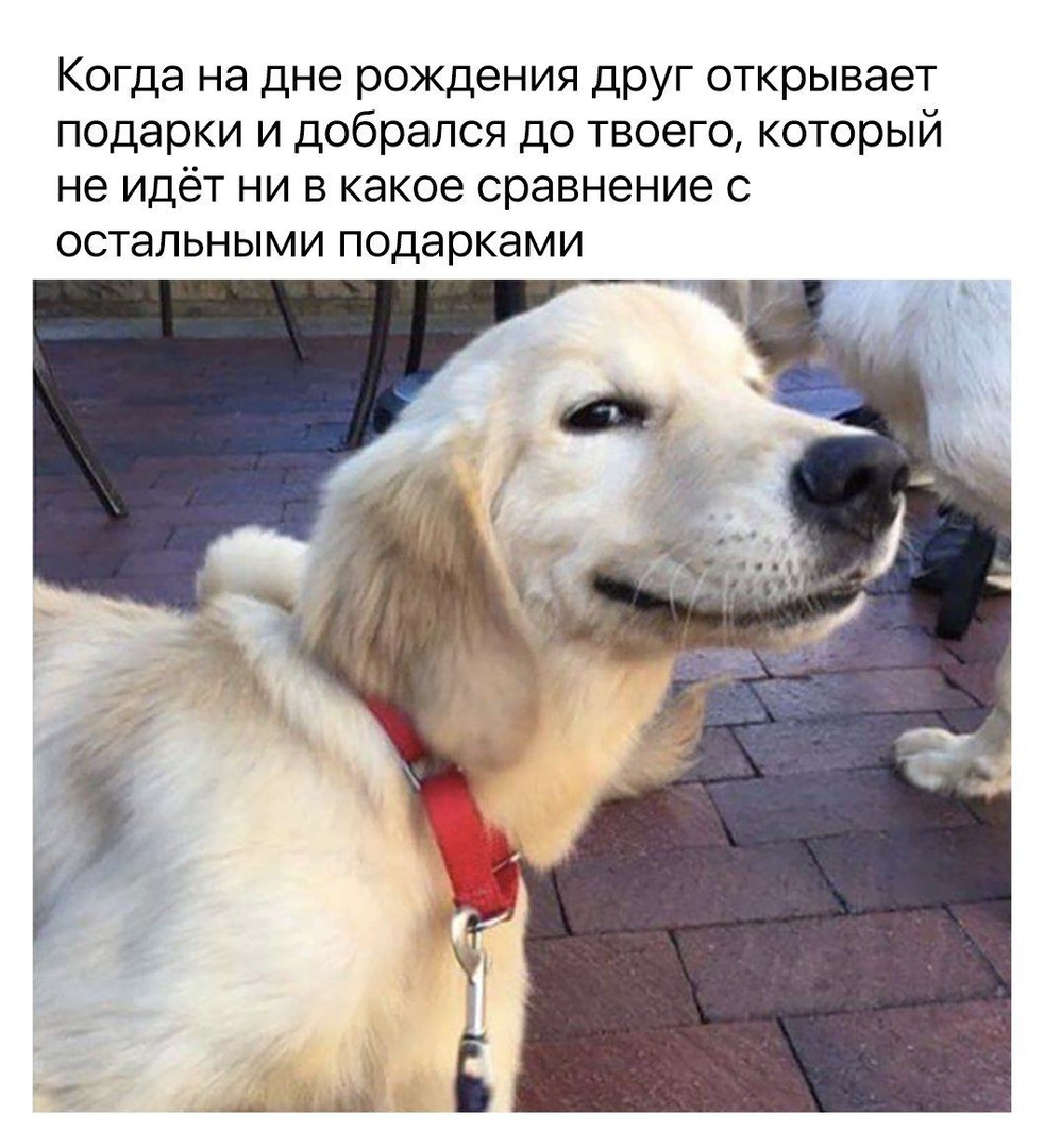 Good boy when. Хороший мальчик пес. Кто хороший мальчик. Хороший мальчик собака Мем. Хороший мальчик Мем.