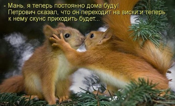 ВЕСЁЛЫЕ ЗВЕРЮШКИ ))) ВЕСЁЛЫЕ ЗВЕРЮШКИ ))) веселые картинки,животные,позитив,Смешные животные