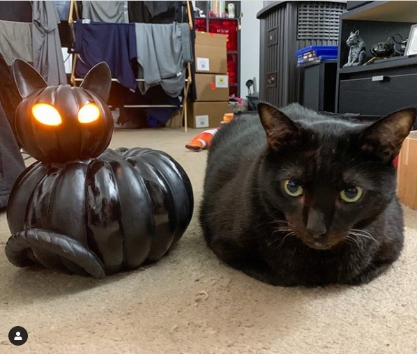 черный кот и черная тыква в виде кота