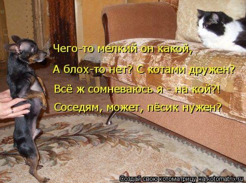 Самая убойная котоматрица 
