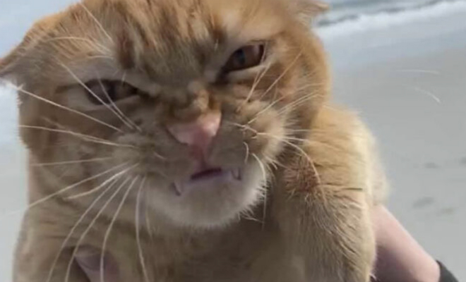 Домашнего кота первый раз в жизни вывели на пляж и сняли его реакцию